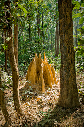 A termite mound in Kanha National Park.  (© Joan Myers)