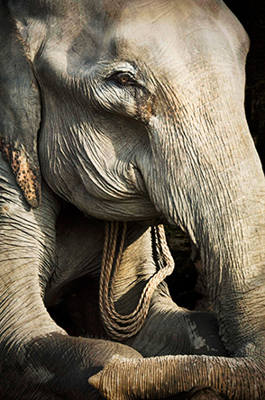 Indian elephants are trained to transport tourists in Kaziranga National Park.  (© Joan Myers)