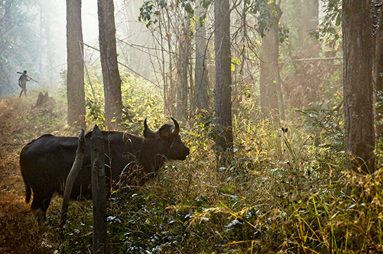 The gaur is a bison-like animal, the largest and most powerful of the bovids.  (© Joan Myers)