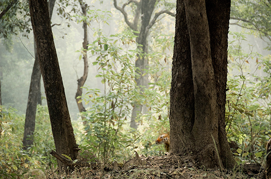 A Bengal tiger in Kaziranga National Park.  (© Joan Myers)