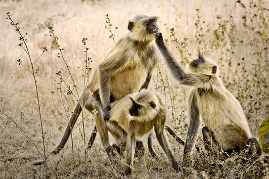 Hanumanu langurs are the sacred monkeys of India.  (© Joan Myers)