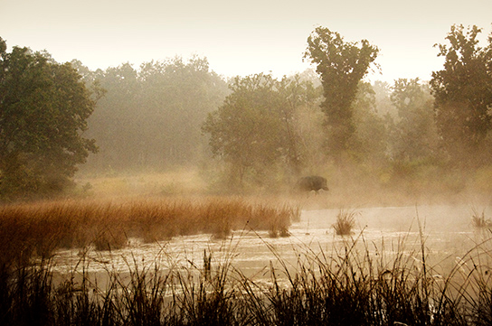 A wild boar in Kanha National Park.  (© Joan Myers)