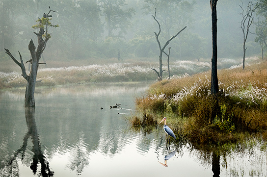 A lesser adjutant stork in Kanha National Park.  (© Joan Myers)