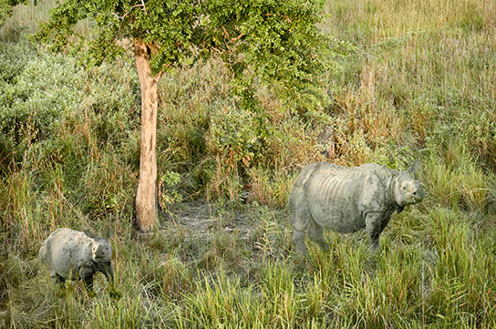 Indian rhinoceros in Kaziranga National Park.  (© Joan Myers)