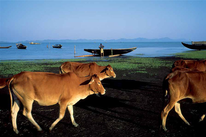 Cattle, Sittwe, Myanmar (Burma), 2003.