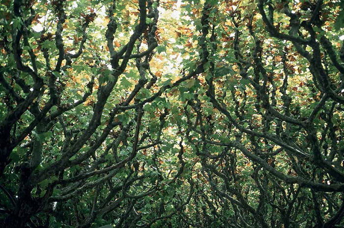 Arch of trees over the plaza of La Seu d'Urgell, Spain, 1996.