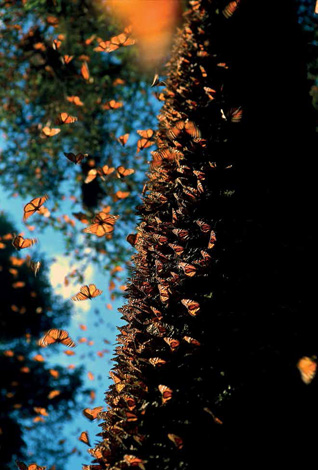 Monarch butterflies, El Rosario, Mexico, 1997.