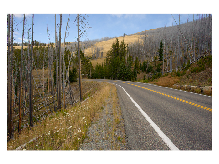 Burn scar from the 1988 fires along the North Fork Highway at Dunraven Pass (2015).