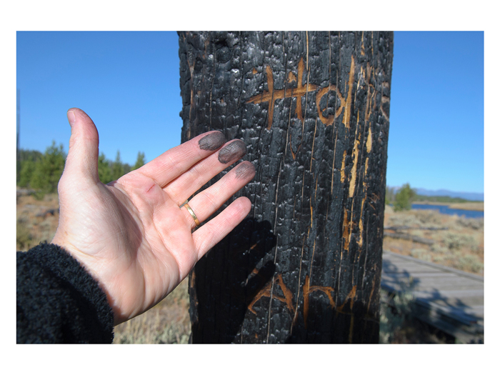 Twenty years after the 1988 fires, Madison River Valley (2008).