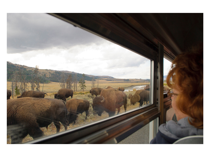 Bison (&lt;i&gt;Bison bison&lt;/i&gt;) along the Lamar River (2008).