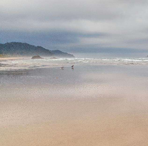 Near Cape Mears, OR: 2015