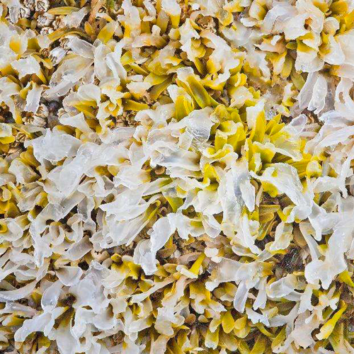 Little rockweed (Pelvetiopsis limitata), Smelt Sands Beach, near Yachats, OR: 2013