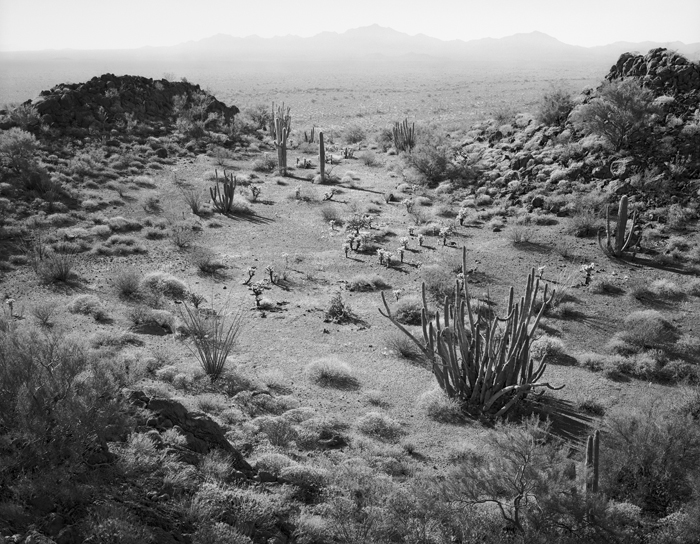 Organ Pipe Cactus National Monument, Arizona, 1987.  (© William Sutton)