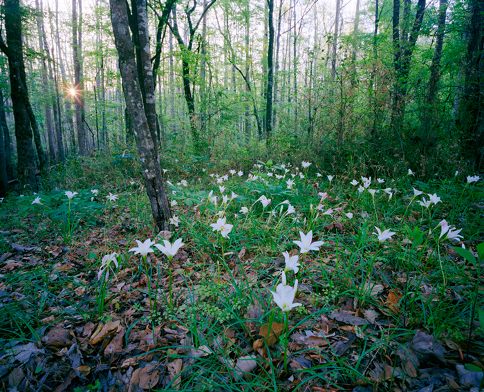 Atamasco Lillies, Mud Swamp at Hal’s Lake Near Carlton