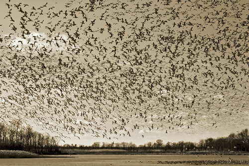 SnowGeese