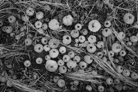 Tomatillo Husks