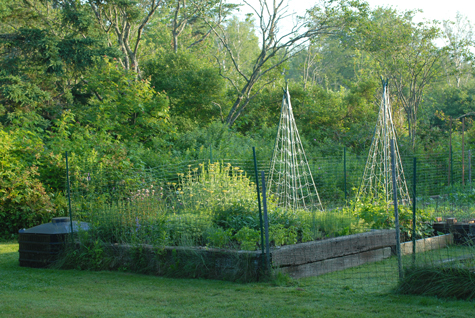 Home Garden in Early Summer.