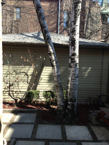 Birch Tree We Planted at Our First Home
