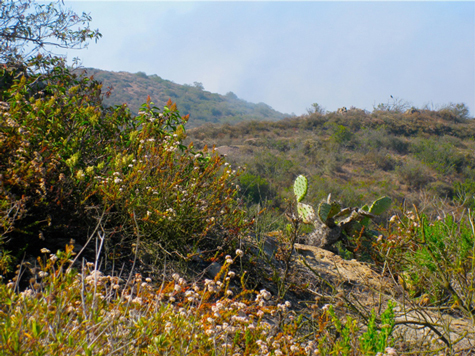 Native plants on semi-arid land