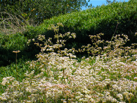 Thriving flora, both domestic and wild