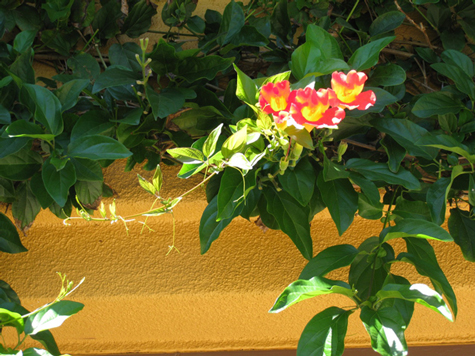 Blooms in the California sunlight