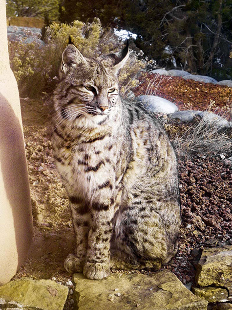 Bobcat